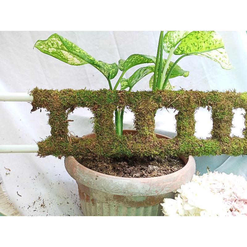 turus pipa tangga lumut media akar rambat /media tanam motif tangga