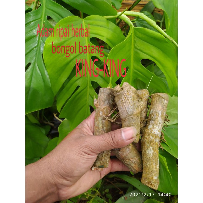 bongol montera king per 1 kg