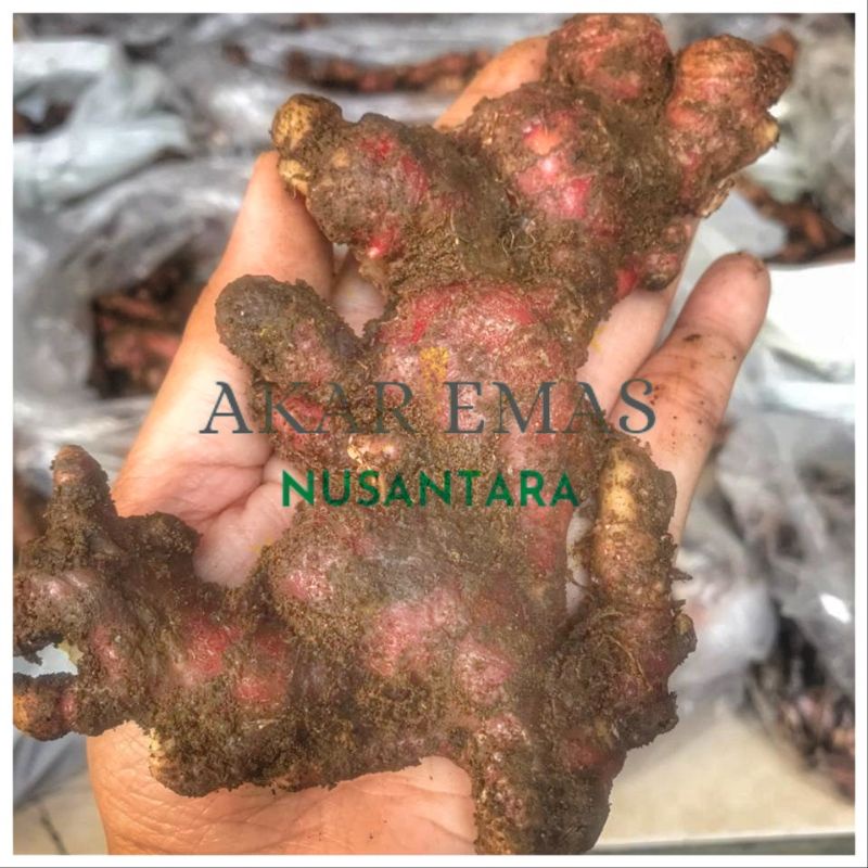 

JAHE MERAH FRESH 1 KG