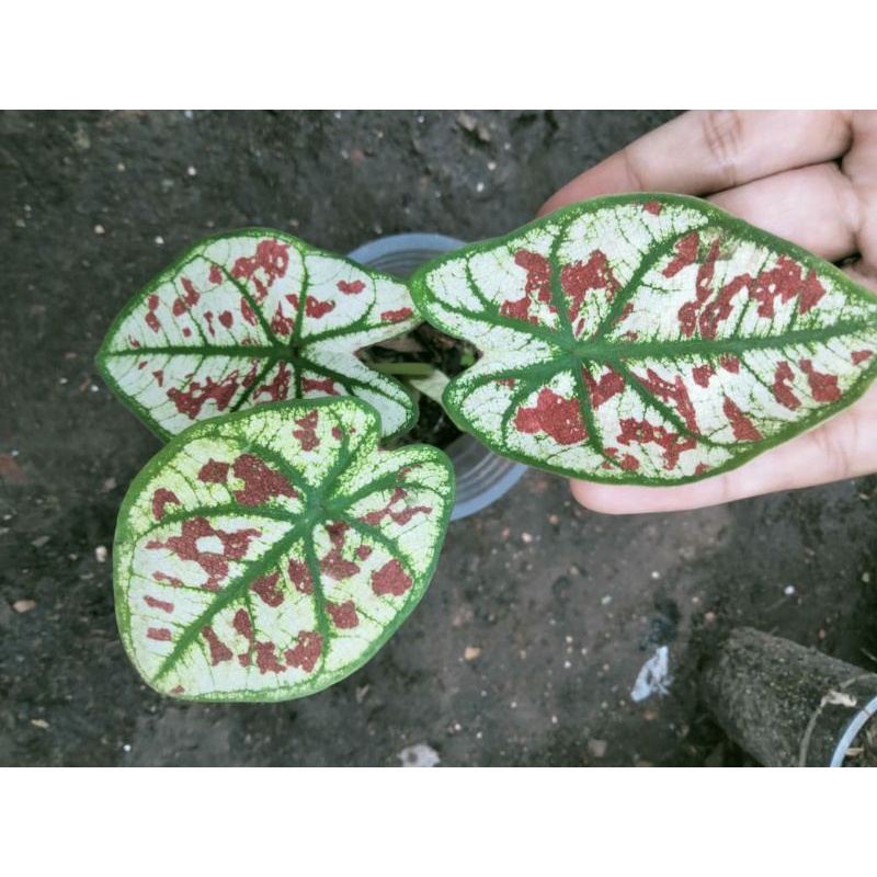 caladium pink guava
