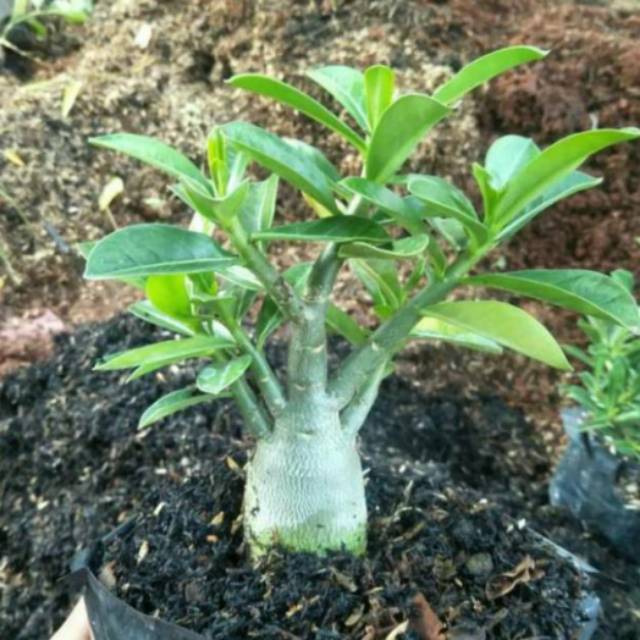 Tanaman bibit adenium bonggol besar bahan bonsai Kamboja jepang