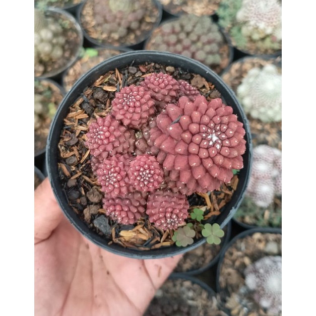 Kaktus capiapoa ownroot X.G