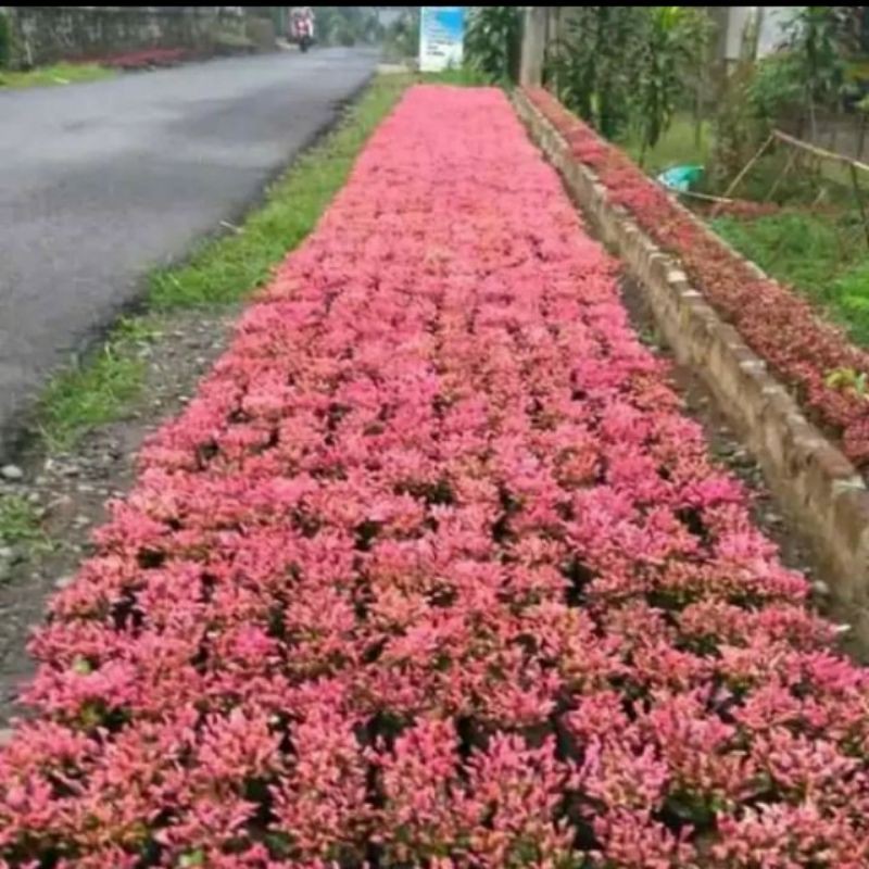 Tanaman Krokot Merah-Pohon Krokot Merah