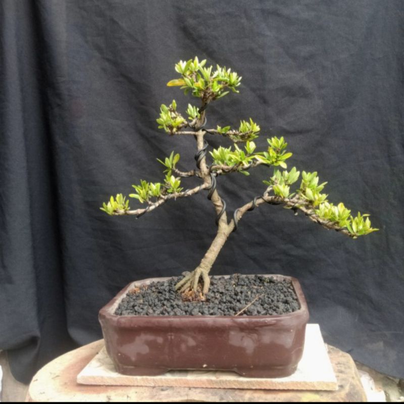 Bonsai Asoka