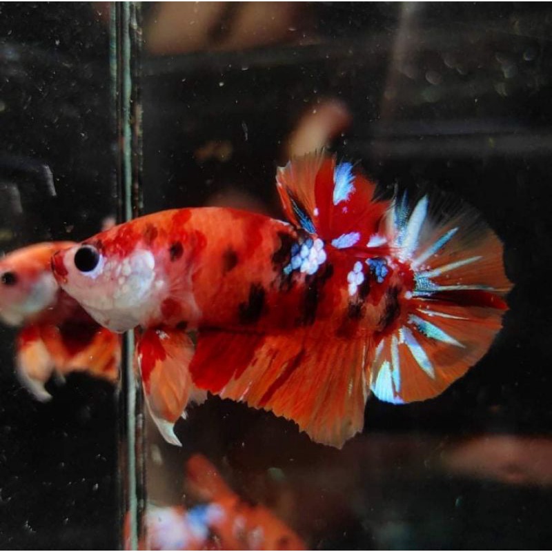 ikan cupang jenis Nemo galaxy