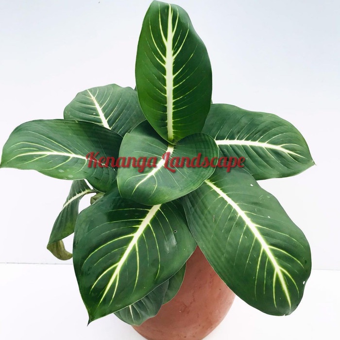 blanceng neon / aglonema blanceng neon - tanaman hias blanceng neon