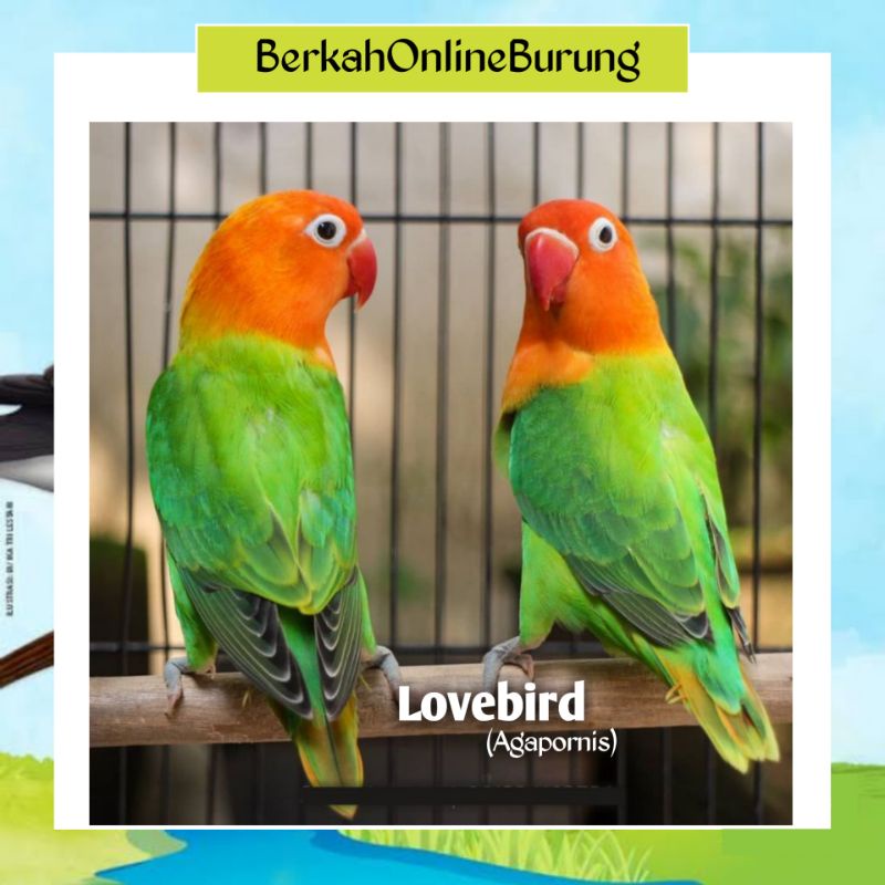 Burung Lovebird Biola Sepasang Jantan Dan Betina Warna Biola Green