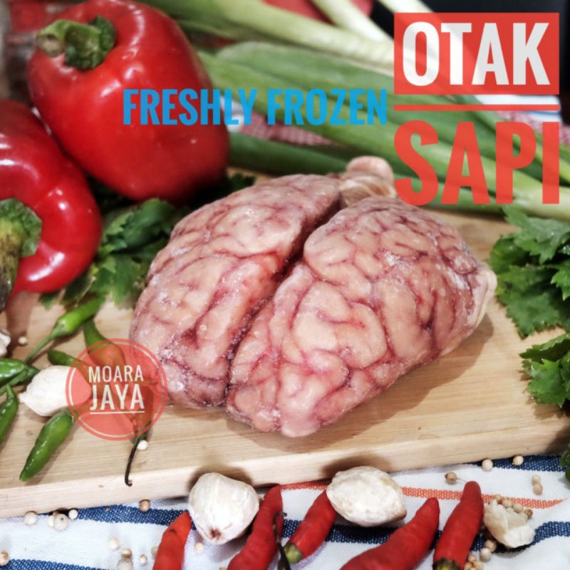 OTAK SAPI