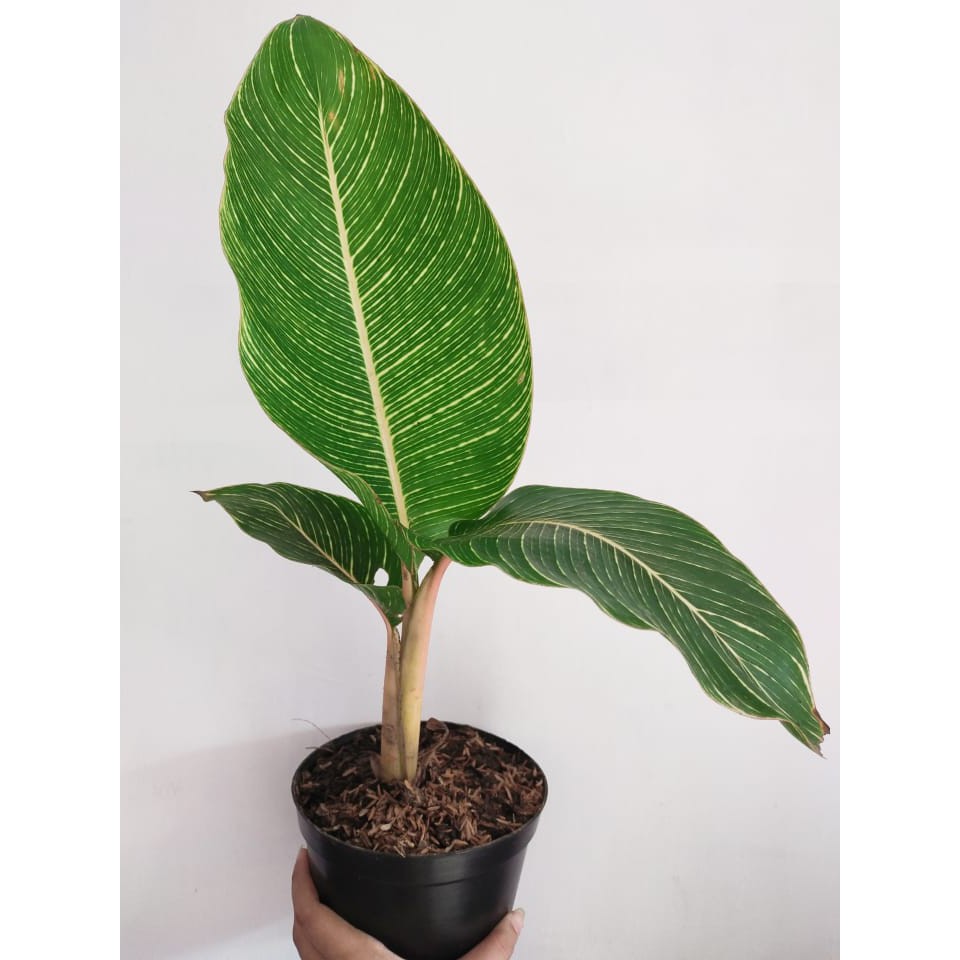 Tanaman Hias Pisang Pisangan Kuning