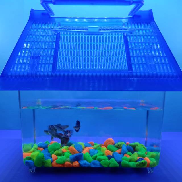 AQUARIUM MINI CUPANG KURA KURA PETHOME 01 Shopee Indonesia