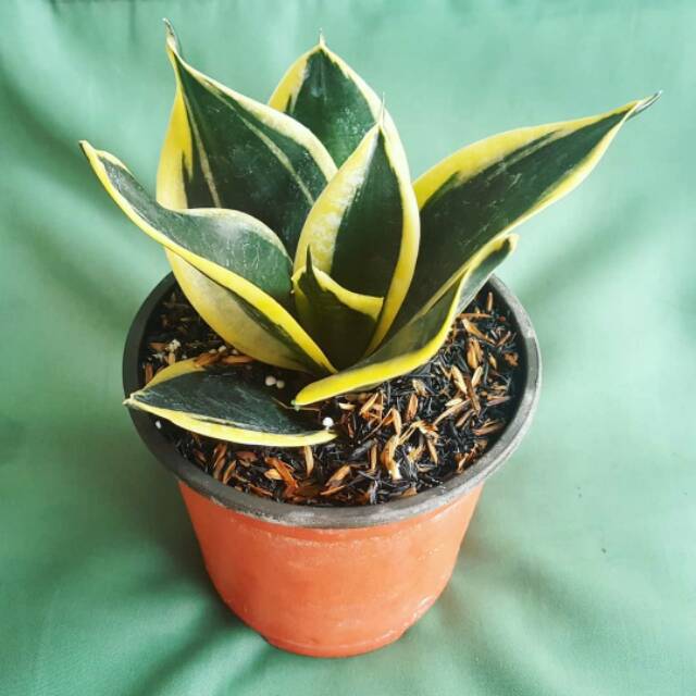 Tanaman hias sensipera pagoda