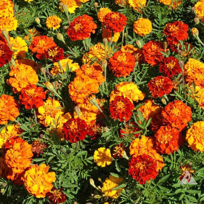 5 Benih Bunga Marigold French Petite Mix Bibit Tanaman Bunga Warna Warni Kuning Premium Unggul