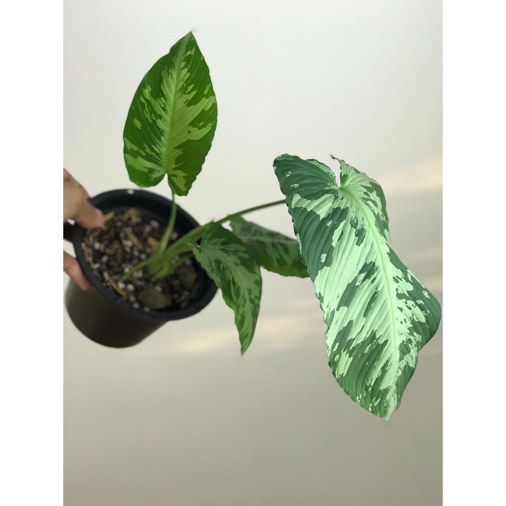 Schismatoglottis Neoguinensis