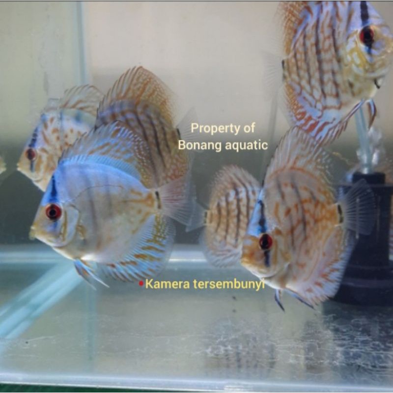 ikann discus blue cobalt 2 inch BODY ONLY