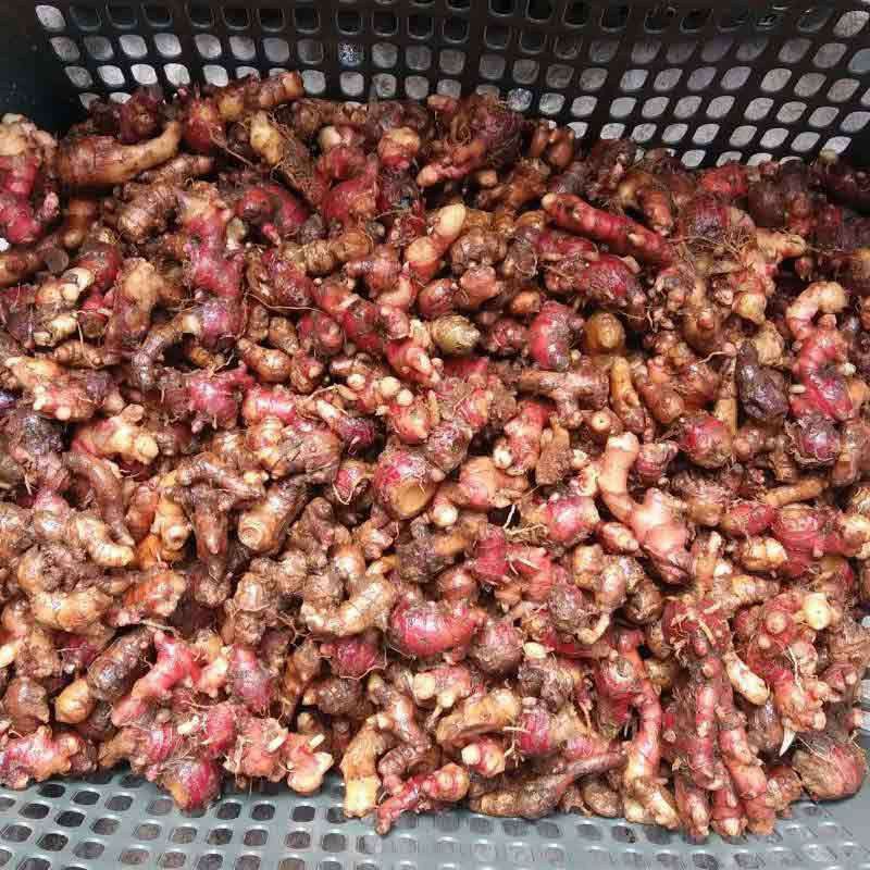 

jahe merah/jahe kesehatan/jahe rempah rempah/jamer