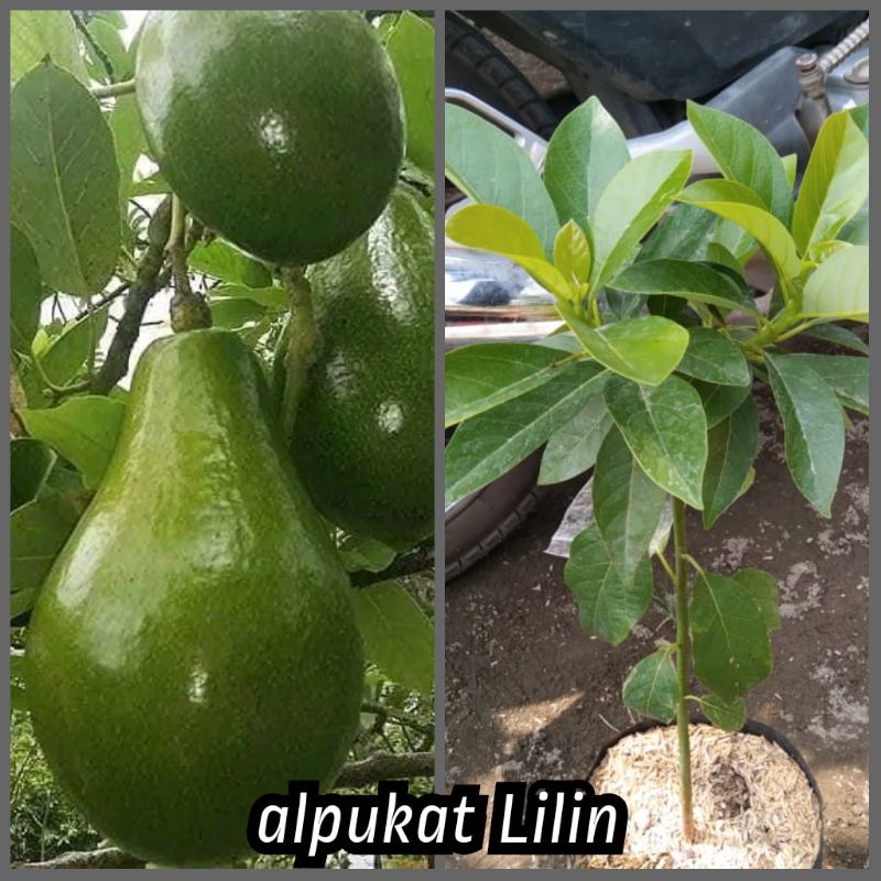 bibit alpukat Lilin singkawang