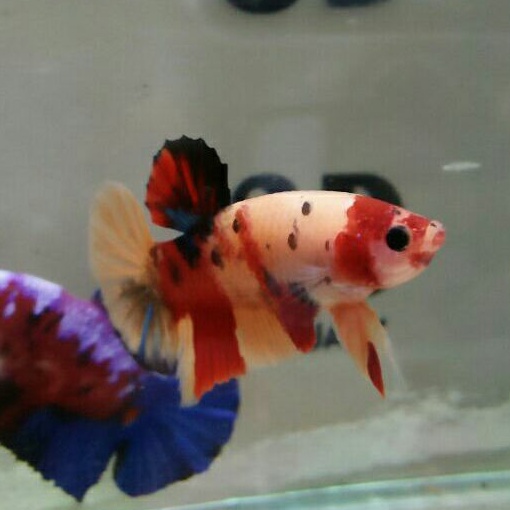 cupang plakat nemo multicolor  male