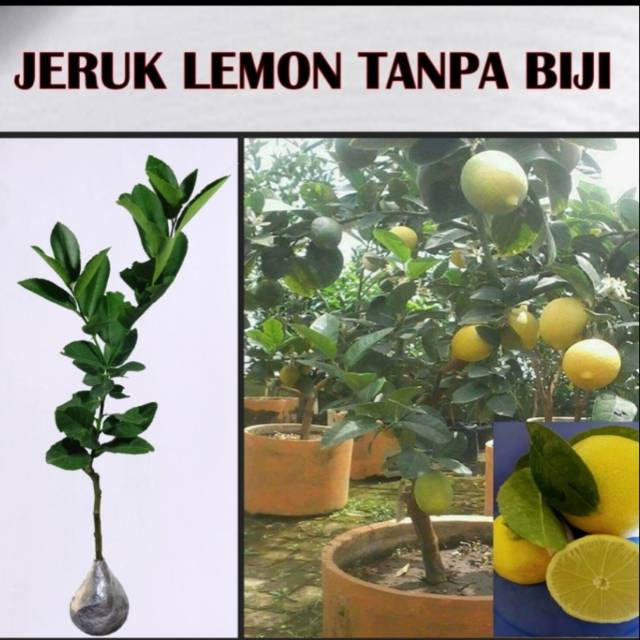 Bibit Jeruk lemon tanpa biji