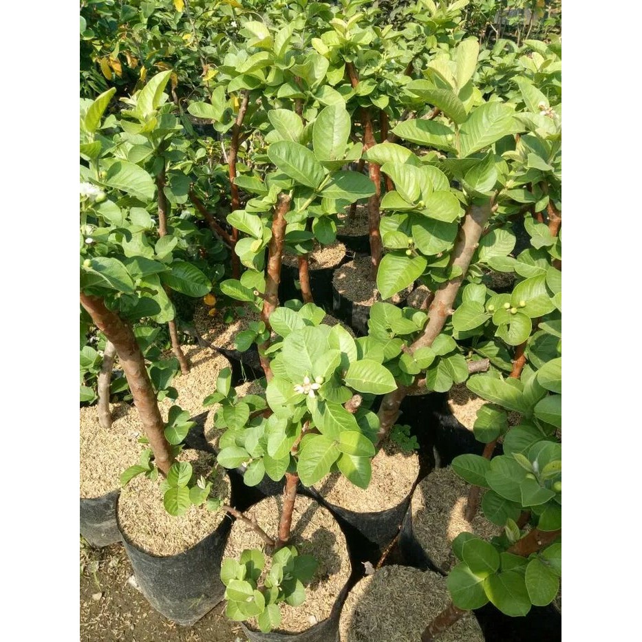 Tanaman buah jambu sukun putih