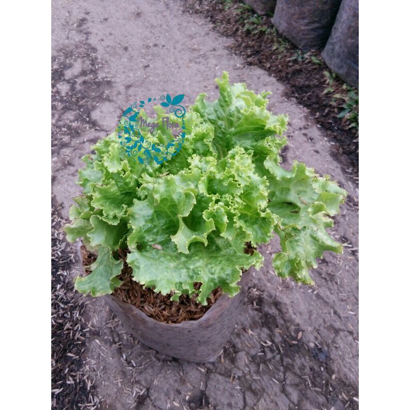 Bibit Selada Bokor Keriting  Sayur Sayuran Tanaman