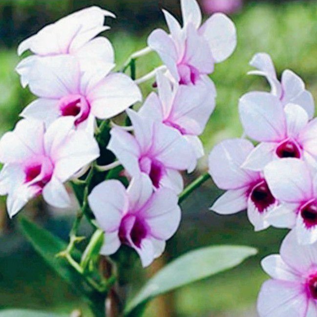 bibit Anggrek Dendrobium Caisar x B. Charming Dewasa Siap Bunga, Spike dan Knop