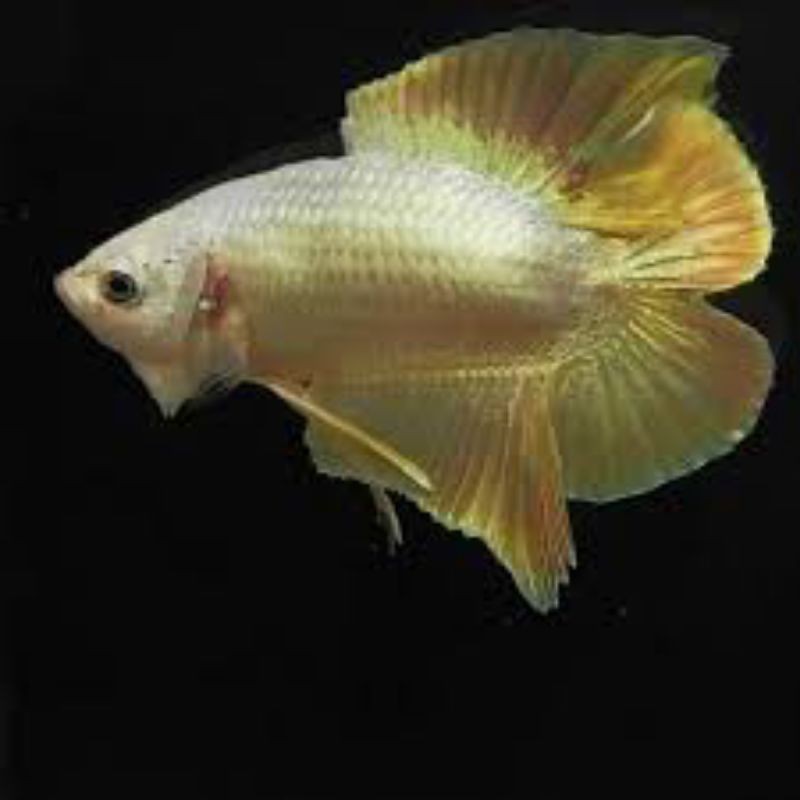 cupang pk gold double tail keren