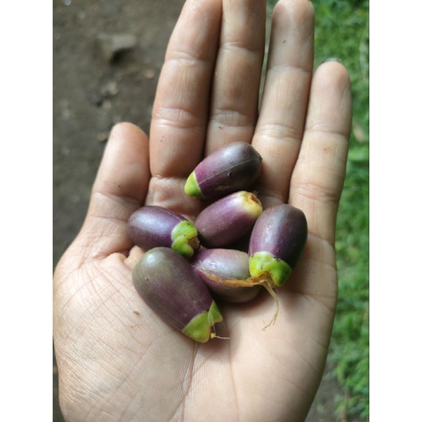 

buah pohon aren atau lagari segar per 1 kg