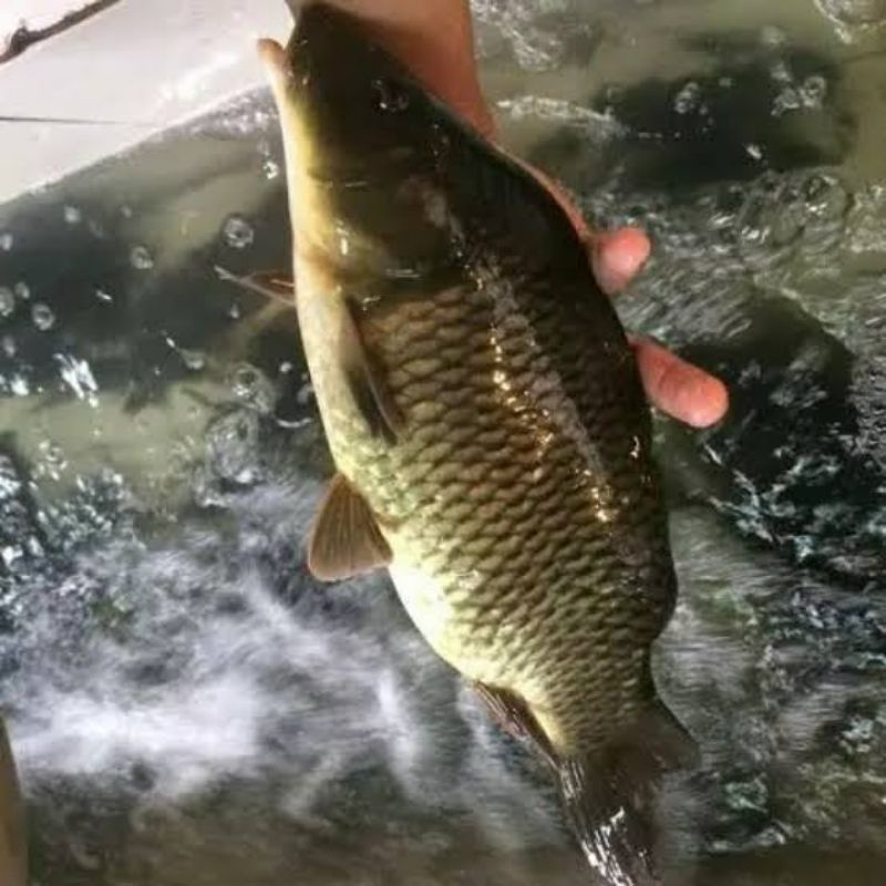 

Ikan mas Segar Per 1 KG