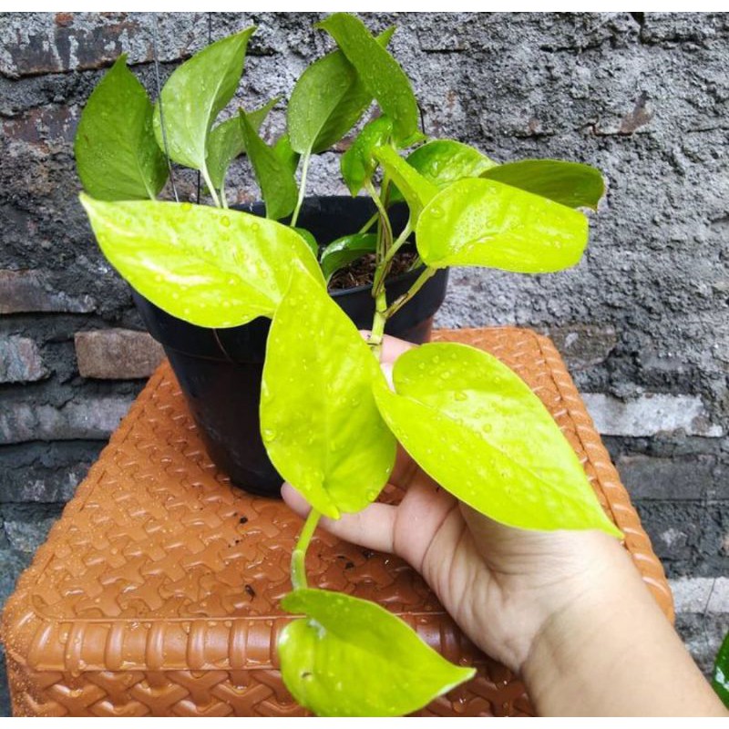 srigading lemon - tanaman gantung - tanaman hias - srigading - bibit srigading