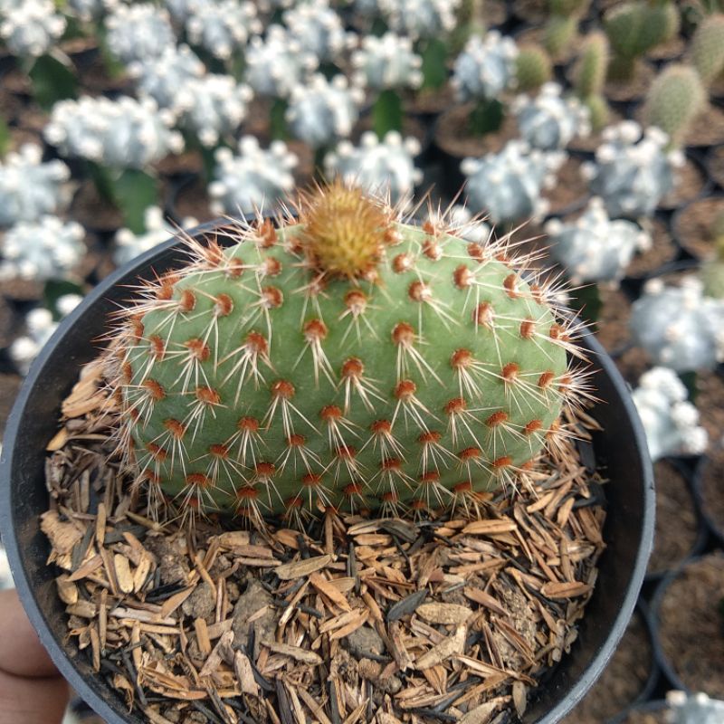 Opuntia Pycnantha | DP 10cm | Kaktus