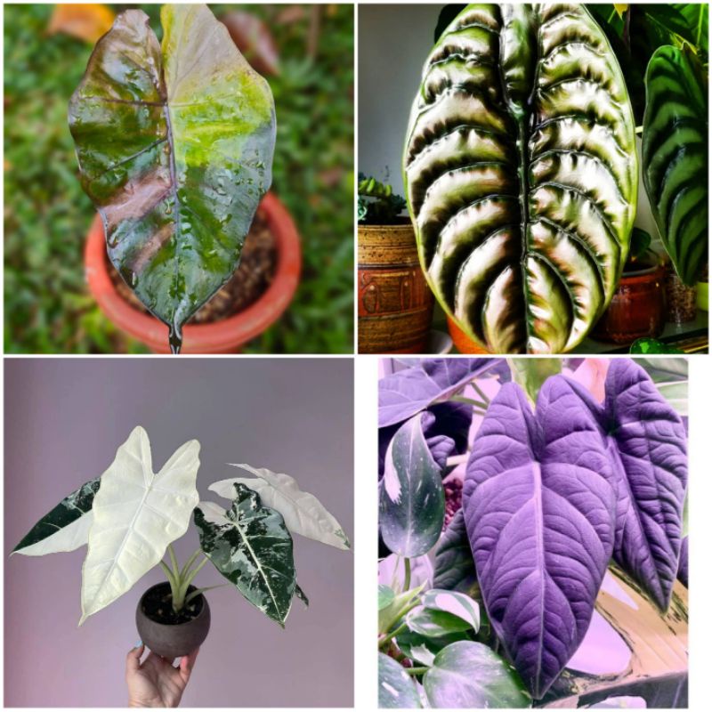 Promo Paket Hemat 4 Umbi Alocasia