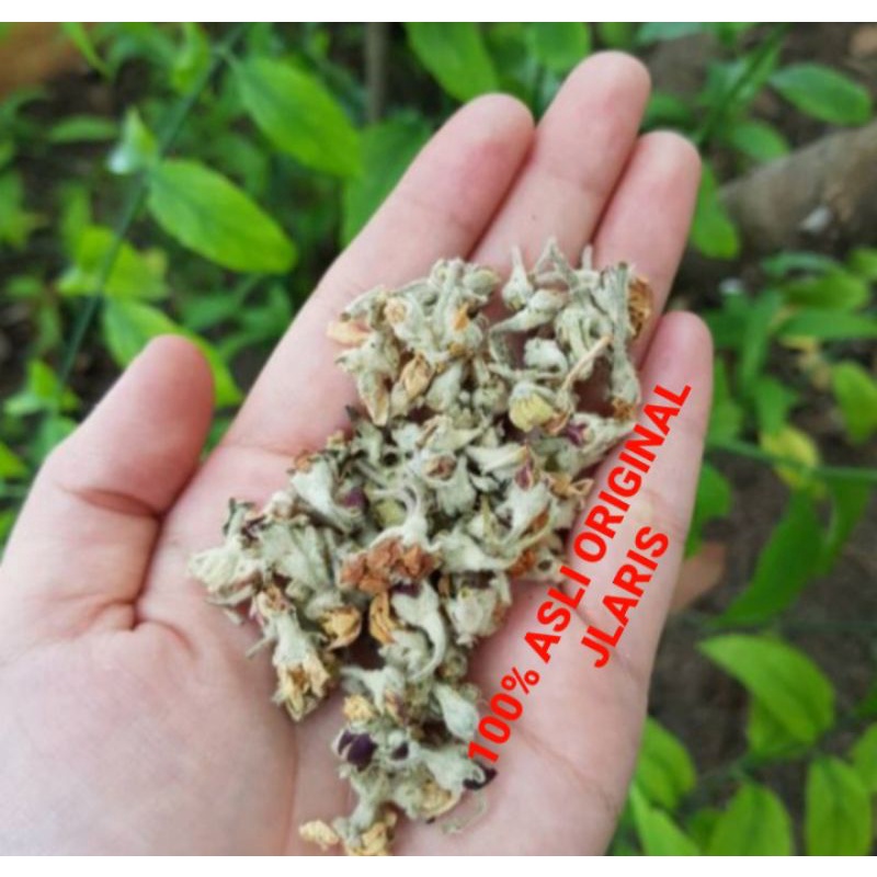 

PREMIUM- Apple blossom flower tea 50gram / teh BUNGA APEL