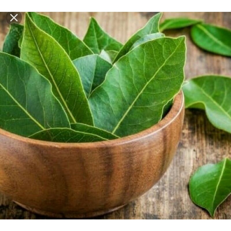 

Daun salam fresh 100 lembar