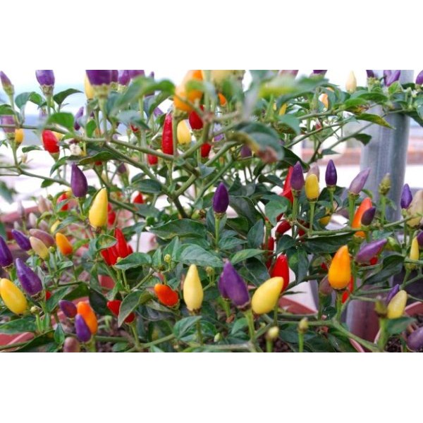 

Benih-Bibit Cabe Pelangi Bolivian Rainbow - Haira Seed