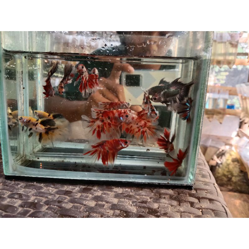 Cupang HM/Halfmond Koi/galaxy/Nemo/Multy