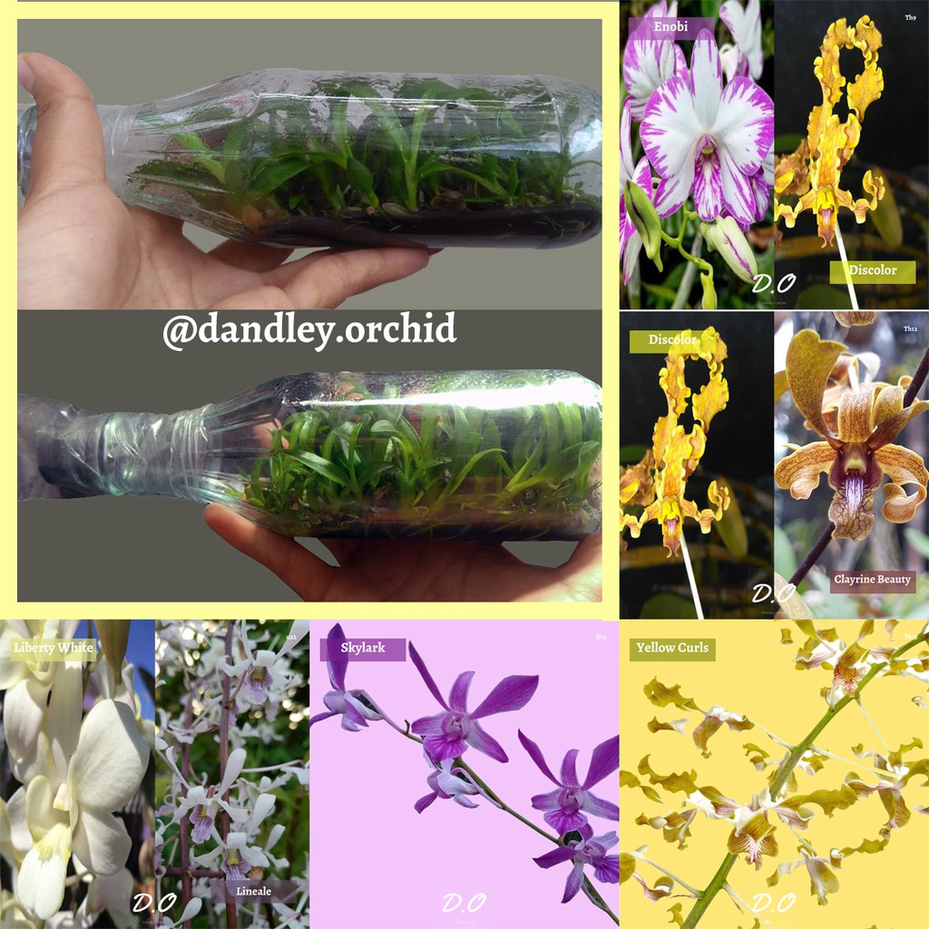 Bibit Botol Anggrek Dendrobium