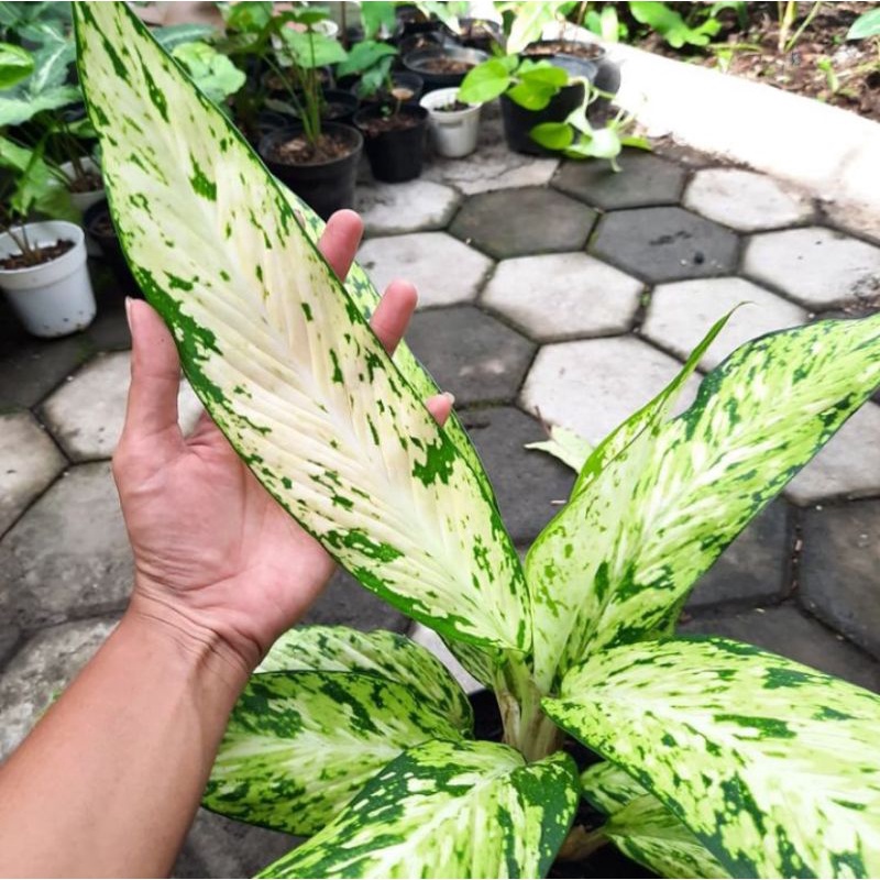tanaman diffenbachia star bright blanceng bulu ayam