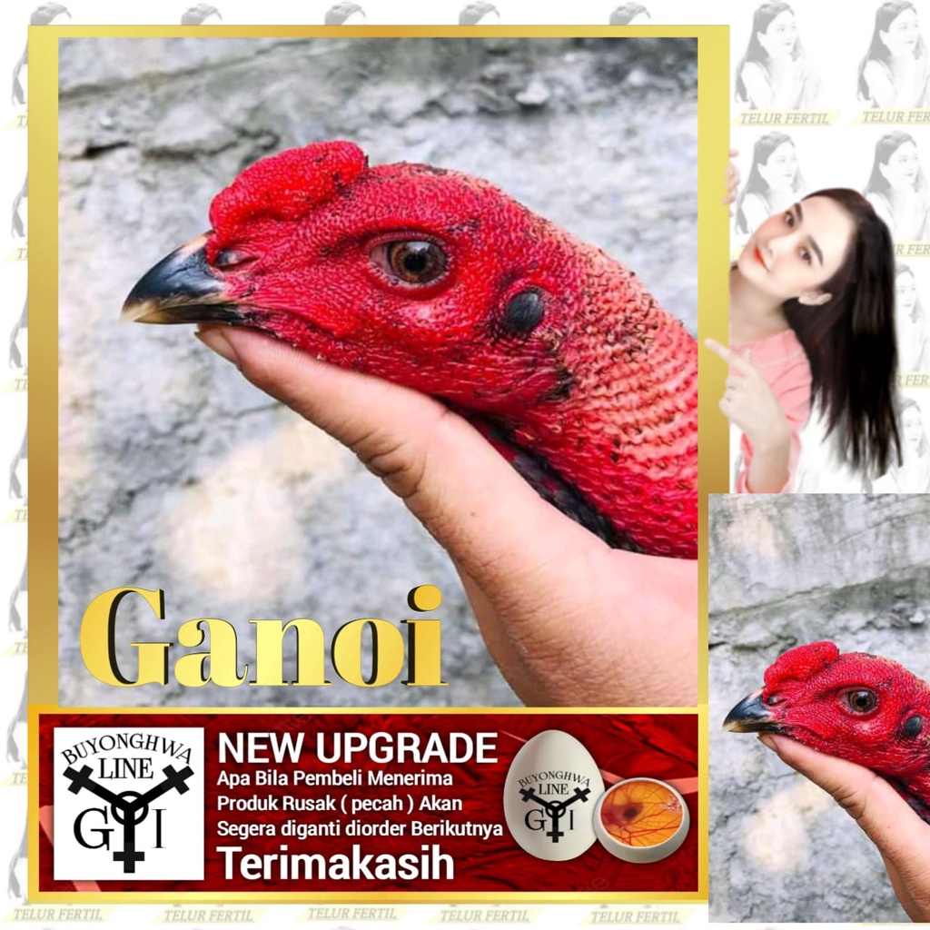 Bibit Anakan Ayam Ganoi Ori Telor fertil Tipe A21 Laskar Buyonghwa patubi manuk