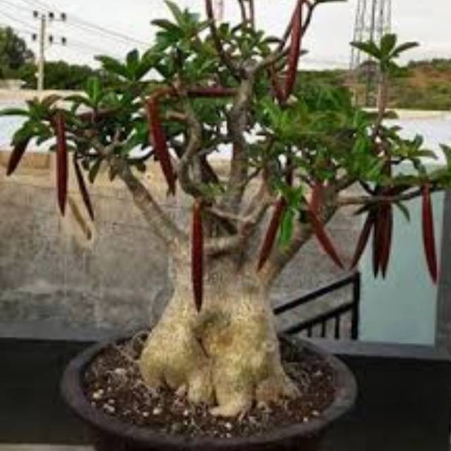 Biji/seed adenium/Kamboja jepang