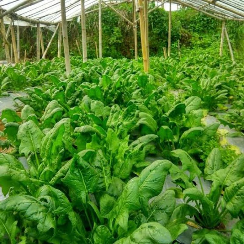 Benih Bibit Bayam Jepang spinach Horenso