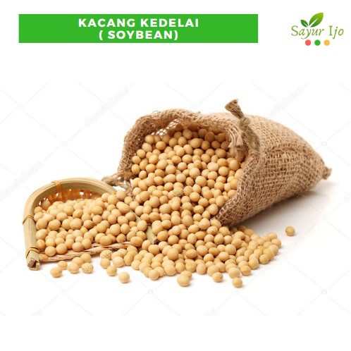 

Kacang Kedelai 250 Gram Fresh Soy Beans Biji Susu Kedelai Sayur Hijau Segar