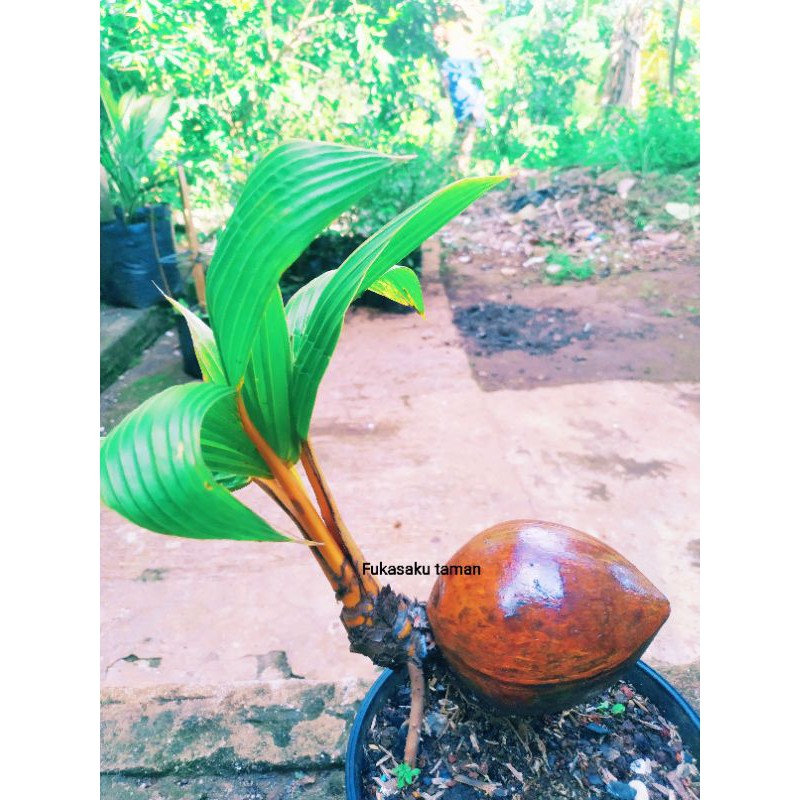 Pohon bonsai kelapa gading kuning - bonsai kelapa segar
