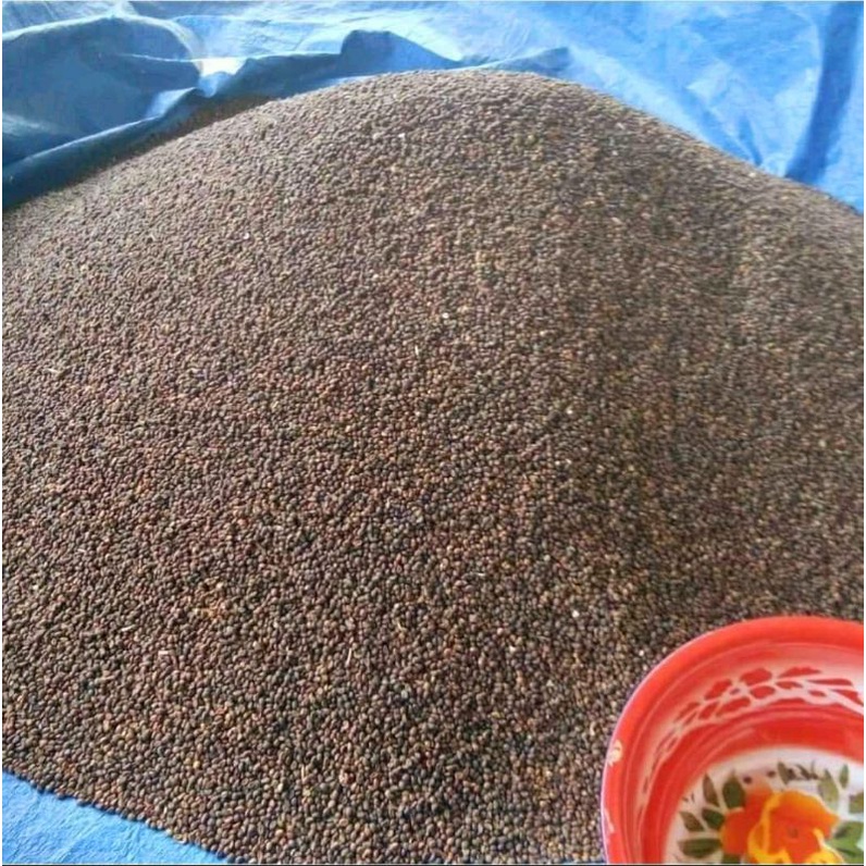 Benih Kangkung 1 kg / Biji Kangkung