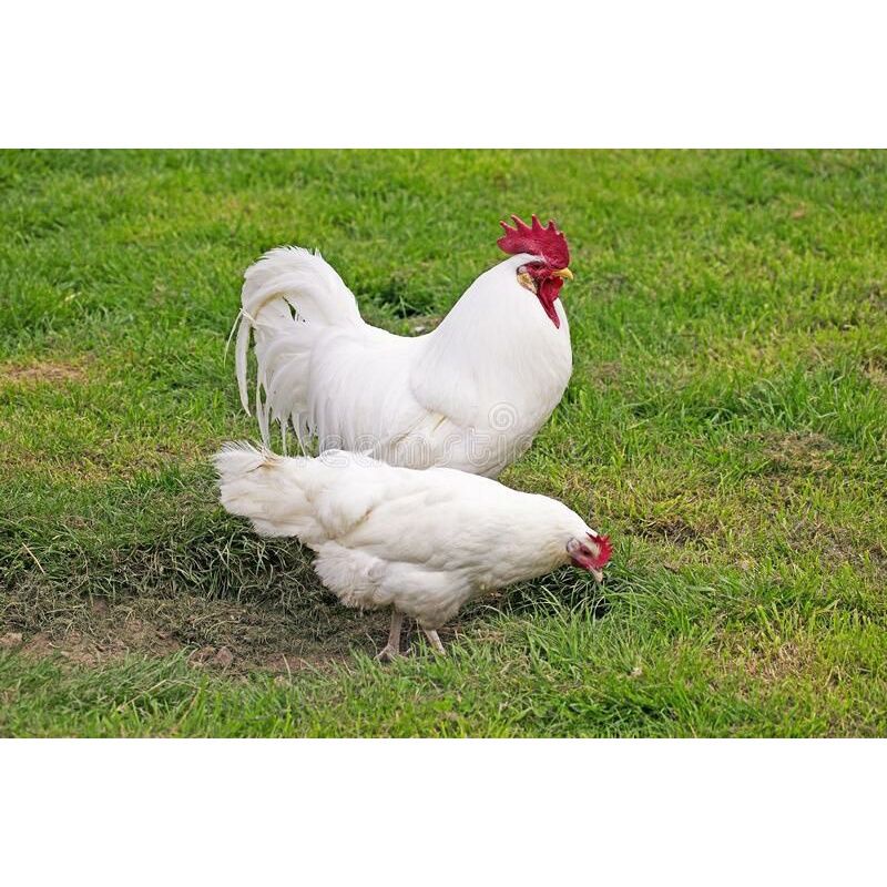 TELUR AYAM WHITE LEGHORN PETELUR HANDAL UNTUK DITETASKAN