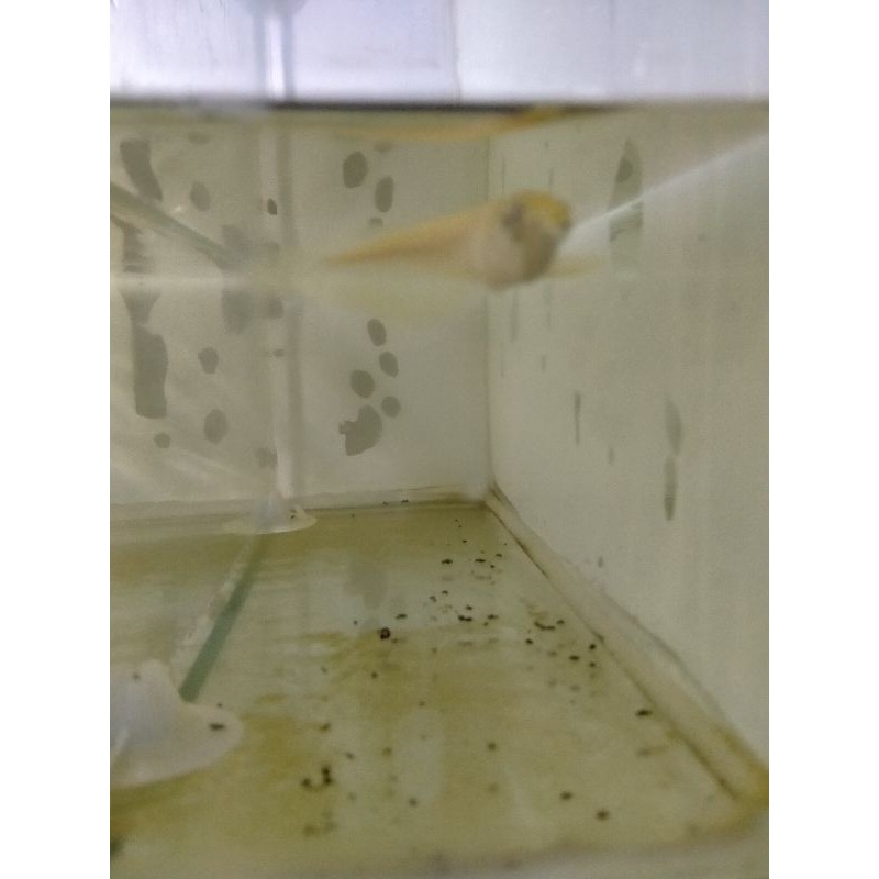 Arwana Arowana Silver Albino Mata Anggur Size 6-7 Cm