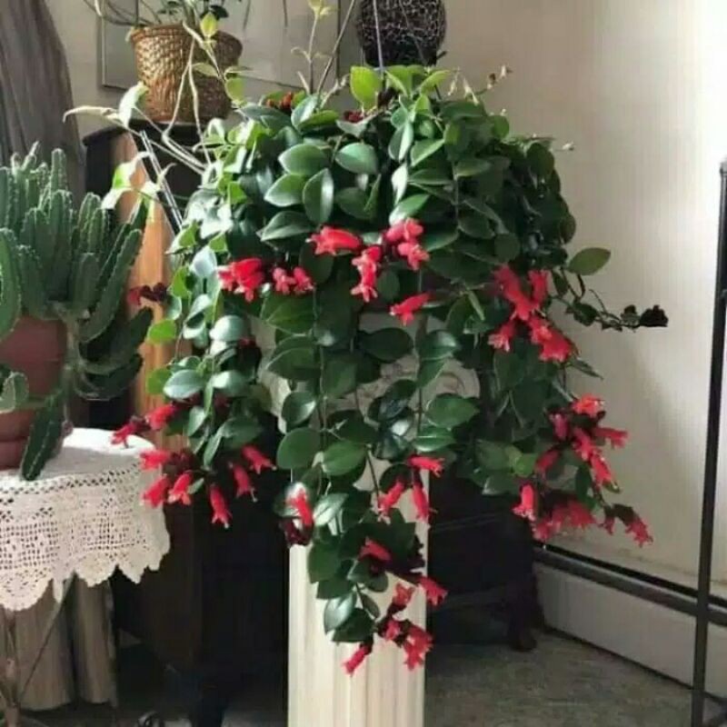 tanaman gantung lipstik merah-lipstik red-bunga hias gantung lipstik merah-tanaman gantung lipstik