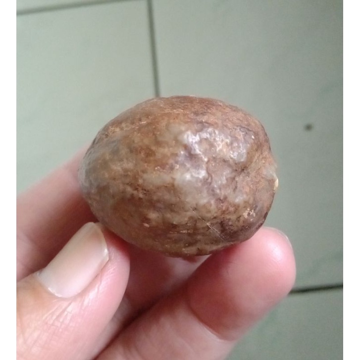 Muncang Adu Jalim Jawa Ori Tua Jatuhan