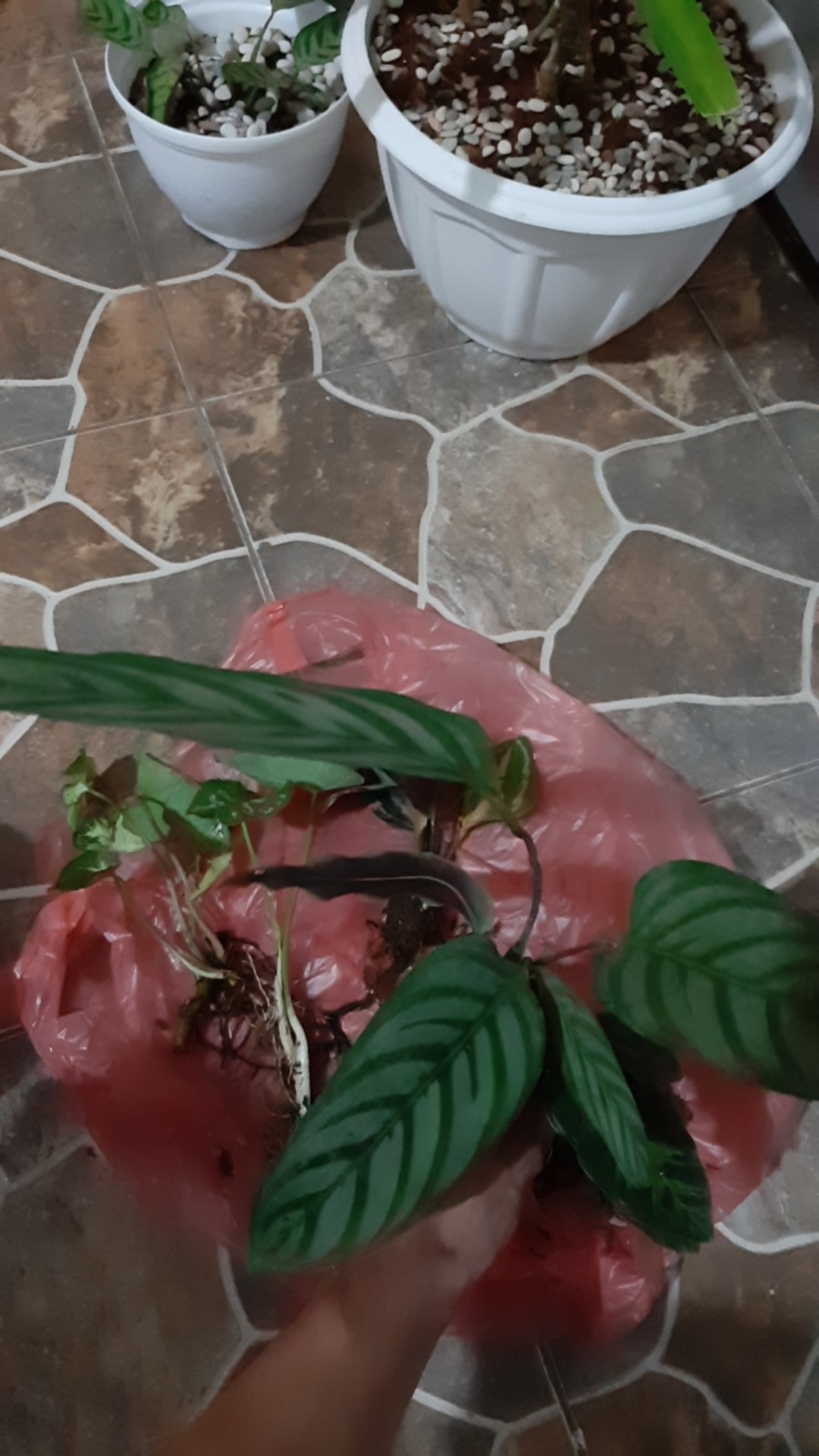 Tanaman Hias Calathea Sentosa Tanaman Hias