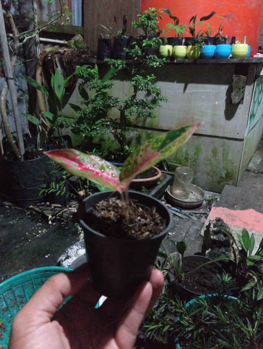 Aglonema Srikandi Thailand