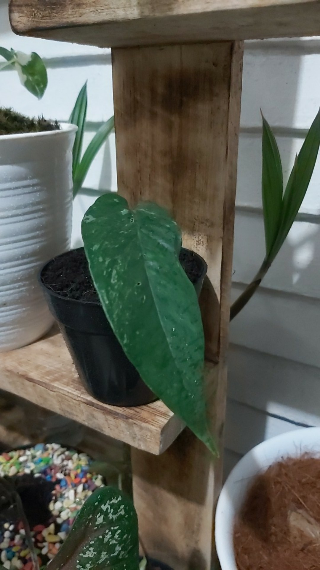 Bibit Tanaman Hias Monstera Epipremnum Varigata Satu Daun